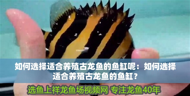 如何選擇適合養殖古龍魚的魚缸呢：如何選擇適合養殖古龍魚的魚缸？ 如何選擇適合養殖古龍魚的魚缸呢：如何選擇適合養殖古龍魚的魚缸？ 水族問答