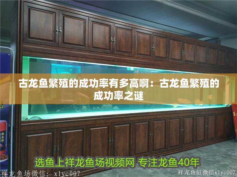 古龍魚繁殖的成功率有多高啊：古龍魚繁殖的成功率之謎