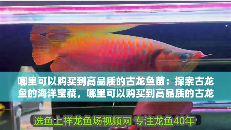 哪里可以購買到高品質的古龍魚苗：探索古龍魚的海洋寶藏，哪里可以購買到高品質的古龍魚？