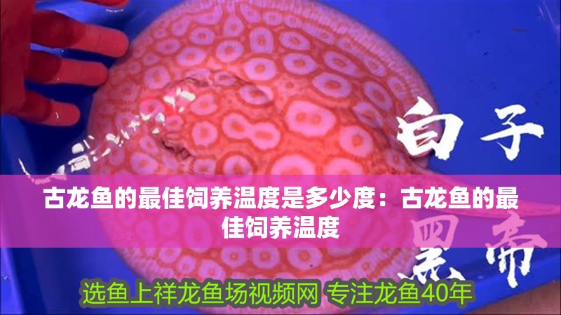 古龍魚的最佳飼養(yǎng)溫度是多少度：古龍魚的最佳飼養(yǎng)溫度