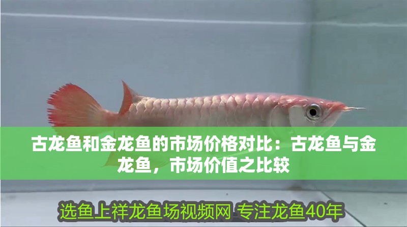 古龍魚和金龍魚的市場價格對比：古龍魚與金龍魚，市場價值之比較