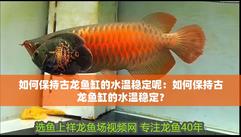 如何保持古龍魚缸的水溫穩(wěn)定呢：如何保持古龍魚缸的水溫穩(wěn)定？