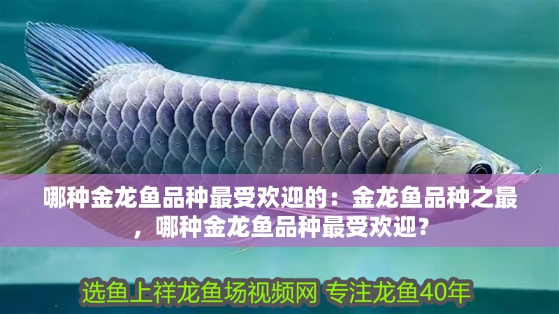 哪種金龍魚品種最受歡迎的：金龍魚品種之最，哪種金龍魚品種最受歡迎？