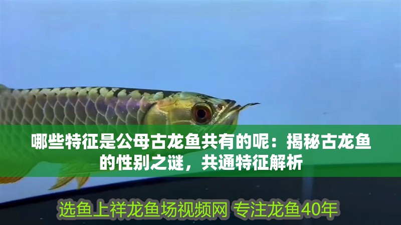 哪些特征是公母古龍魚共有的呢：揭秘古龍魚的性別之謎，共通特征解析