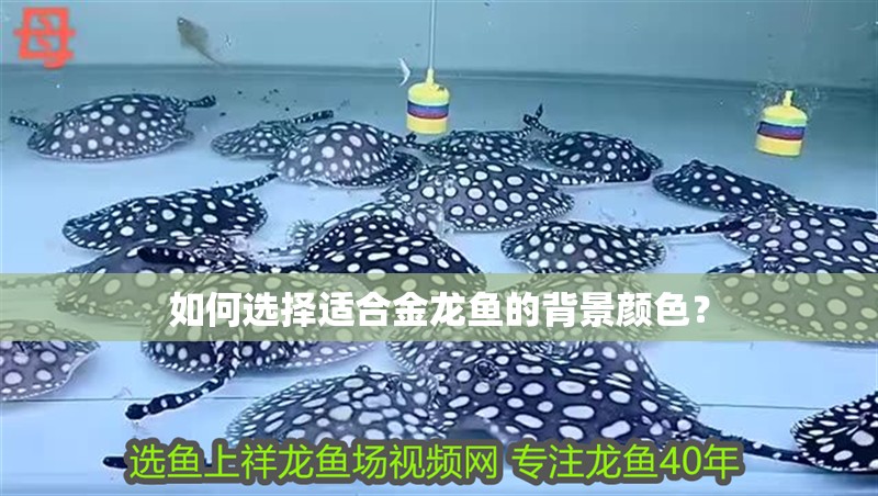 如何選擇適合金龍魚的背景顏色？