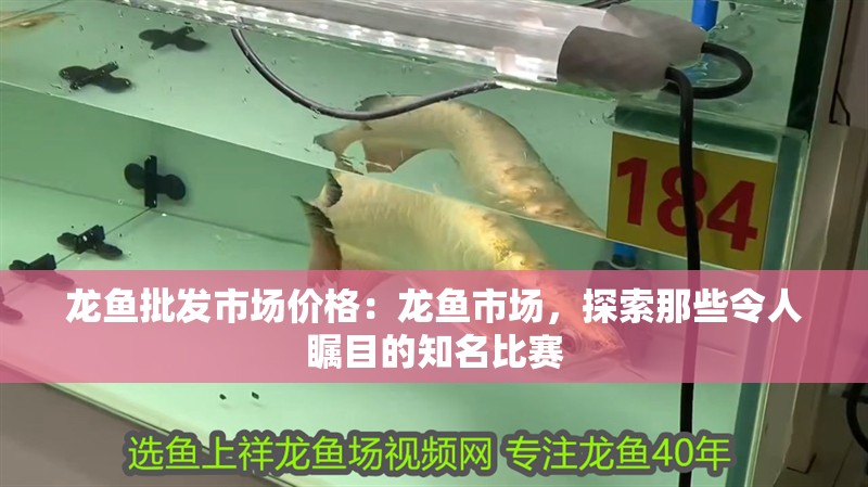 龍魚批發市場價格：龍魚市場，探索那些令人矚目的知名比賽