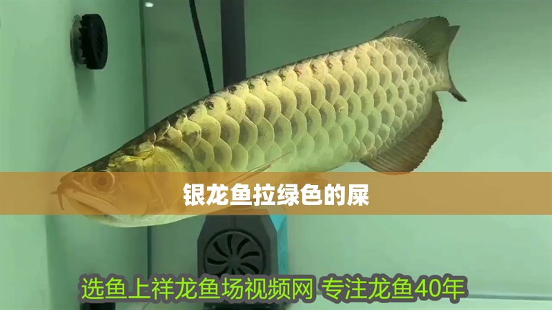 銀龍魚拉綠色的屎
