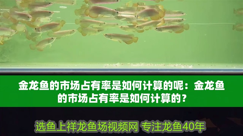 金龍魚的市場占有率是如何計算的呢：金龍魚的市場占有率是如何計算的？