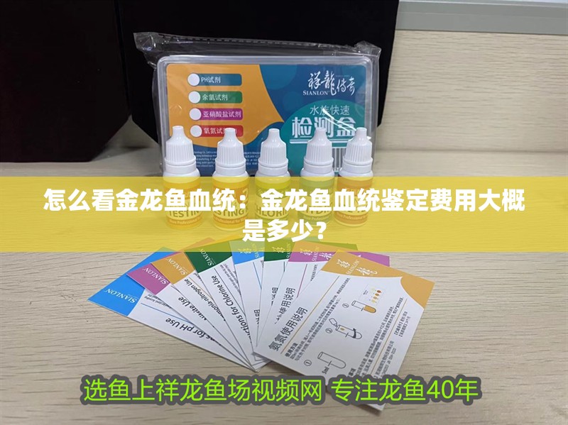 怎么看金龍魚血統：金龍魚血統鑒定費用大概是多少？