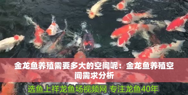 金龍魚養殖需要多大的空間呢：金龍魚養殖空間需求分析