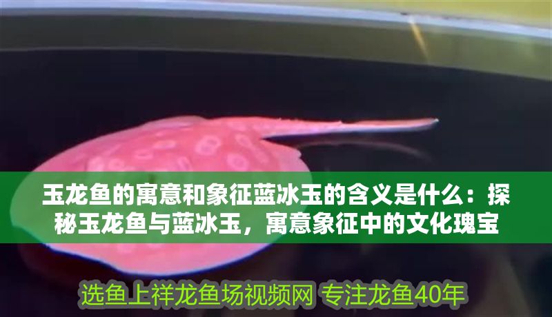 玉龍魚的寓意和象征藍冰玉的含義是什么：探秘玉龍魚與藍冰玉，寓意象征中的文化瑰寶
