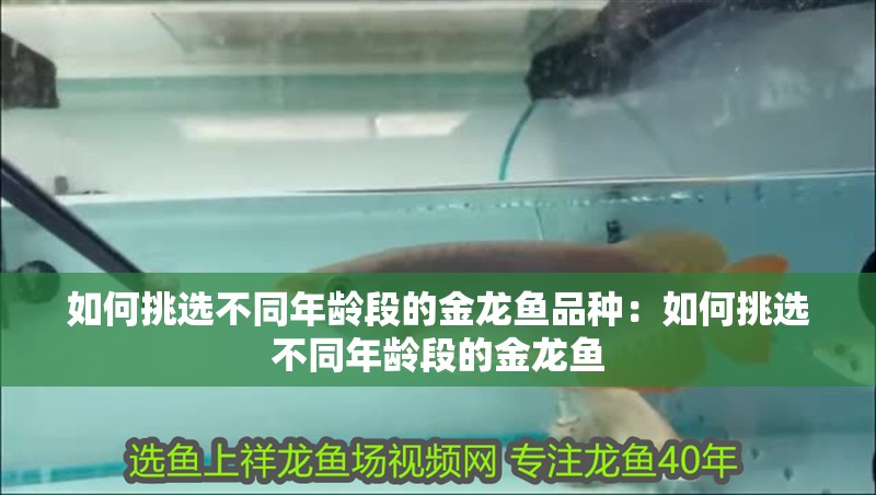 如何挑選不同年齡段的金龍魚品種：如何挑選不同年齡段的金龍魚