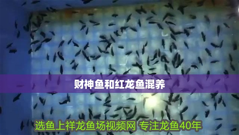 財(cái)神魚(yú)和紅龍魚(yú)混養(yǎng)