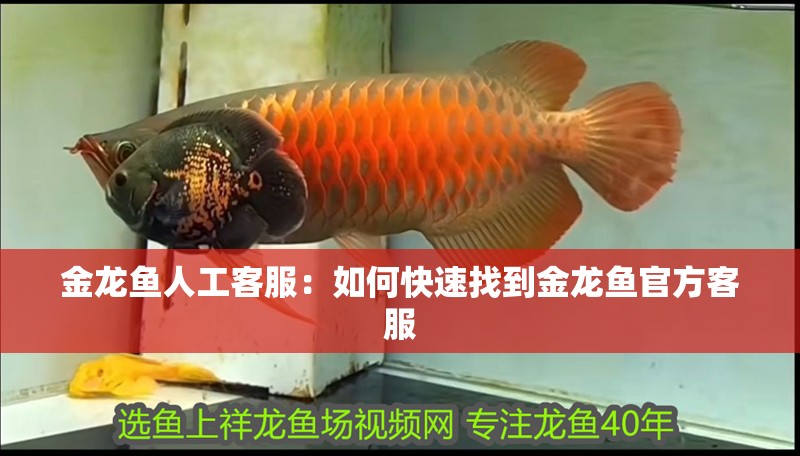 金龍魚人工客服：如何快速找到金龍魚官方客服