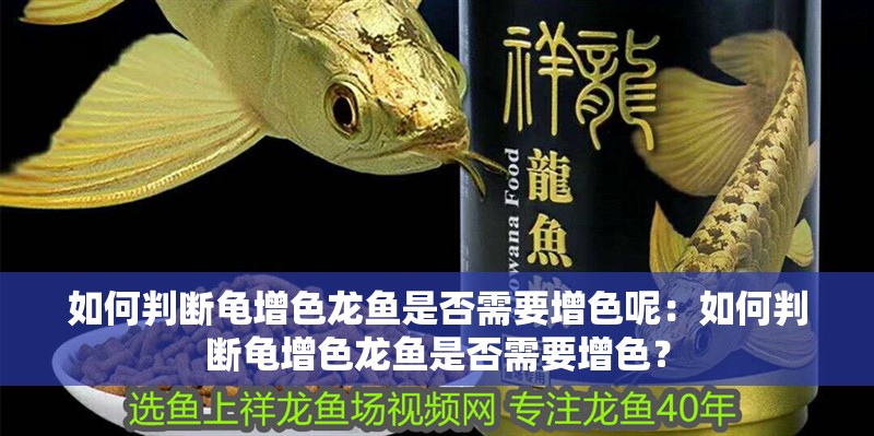 如何判斷龜增色龍魚是否需要增色呢：如何判斷龜增色龍魚是否需要增色？ 如何判斷龜增色龍魚是否需要增色呢：如何判斷龜增色龍魚是否需要增色？ 水族問答