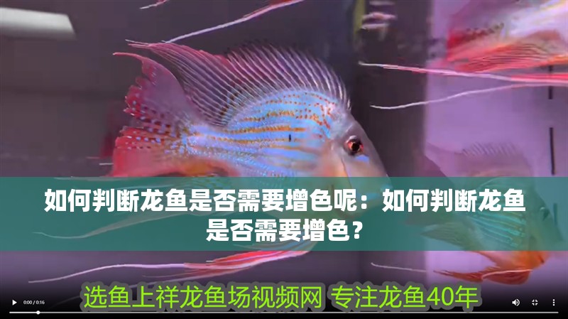 如何判斷龍魚是否需要增色呢：如何判斷龍魚是否需要增色？