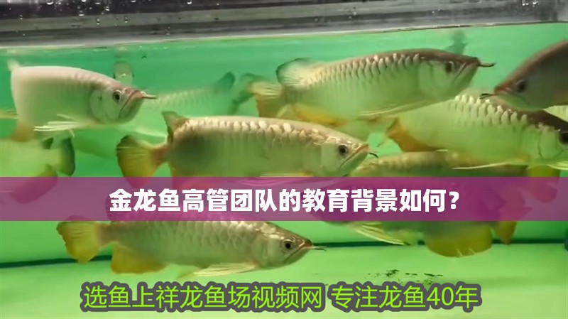 金龍魚高管團隊的教育背景如何？ 金龍魚高管團隊的教育背景如何？ 龍魚百科
