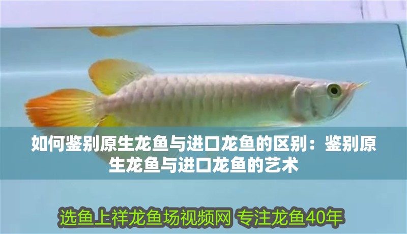 如何鑒別原生龍魚與進口龍魚的區別：鑒別原生龍魚與進口龍魚的藝術