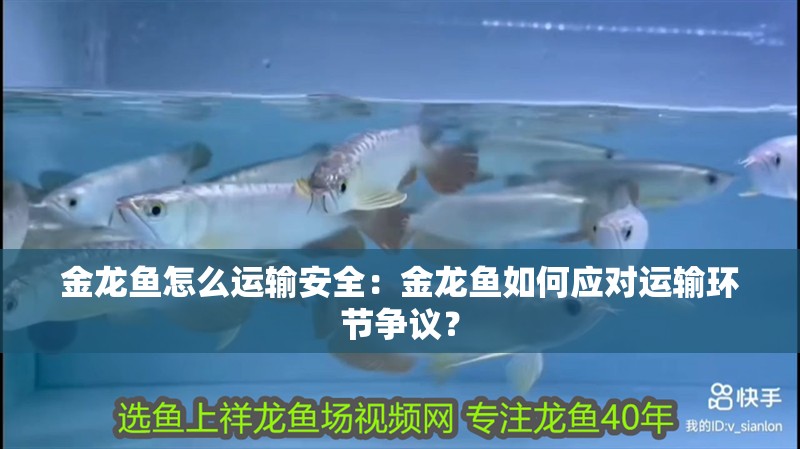 金龍魚怎么運輸安全：金龍魚如何應對運輸環節爭議？