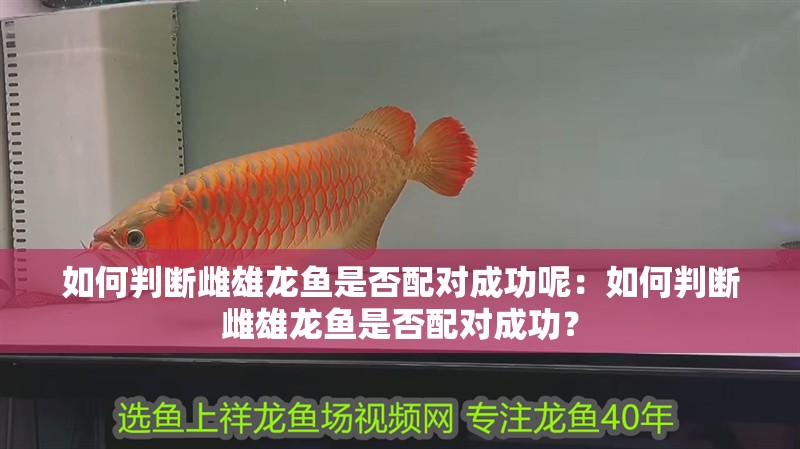 如何判斷雌雄龍魚是否配對(duì)成功呢：如何判斷雌雄龍魚是否配對(duì)成功？