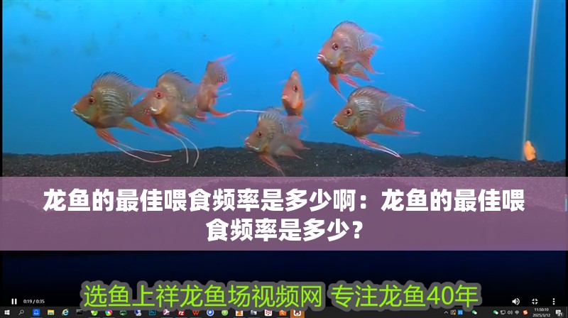 龍魚的最佳喂食頻率是多少啊：龍魚的最佳喂食頻率是多少？