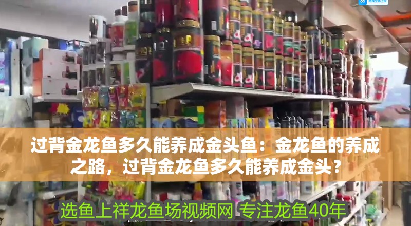 過背金龍魚多久能養(yǎng)成金頭魚：金龍魚的養(yǎng)成之路，過背金龍魚多久能養(yǎng)成金頭？