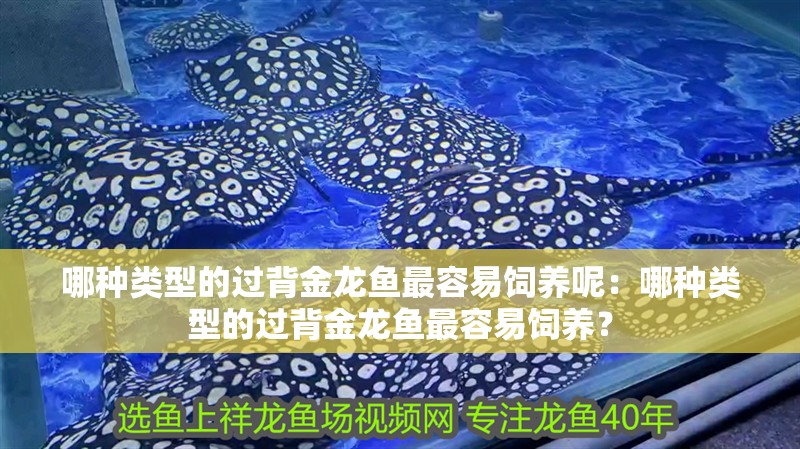 哪種類型的過背金龍魚最容易飼養(yǎng)呢：哪種類型的過背金龍魚最容易飼養(yǎng)？