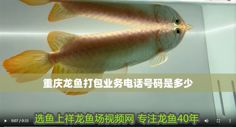 重慶龍魚打包業務電話號碼是多少