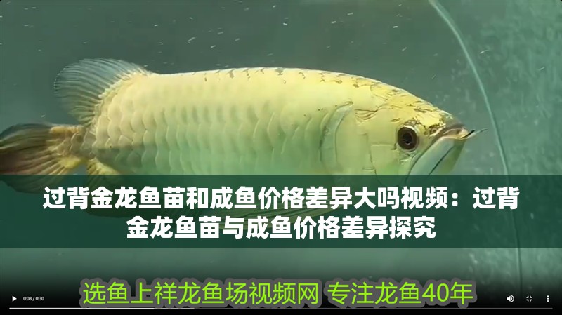 過背金龍魚苗和成魚價格差異大嗎視頻：過背金龍魚苗與成魚價格差異探究