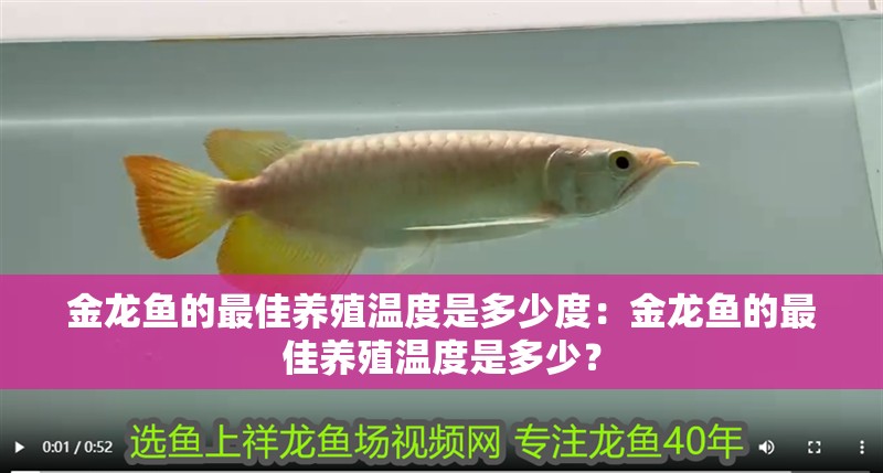 金龍魚的最佳養(yǎng)殖溫度是多少度：金龍魚的最佳養(yǎng)殖溫度是多少？
