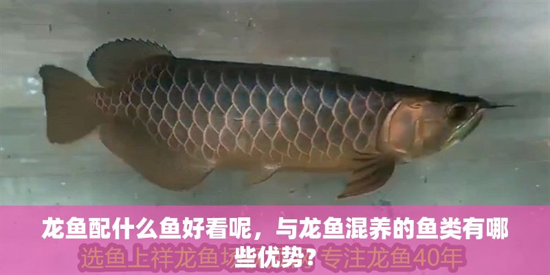 龍魚配什么魚好看呢，與龍魚混養的魚類有哪些優勢？