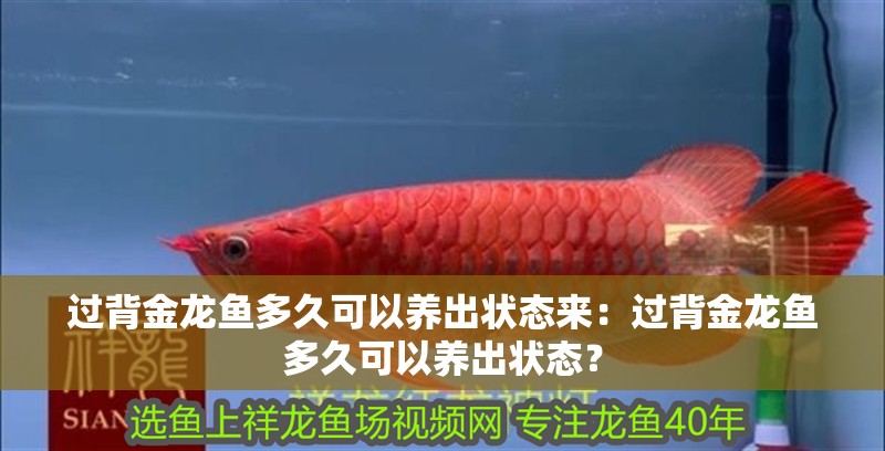 過背金龍魚多久可以養出狀態來：過背金龍魚多久可以養出狀態？
