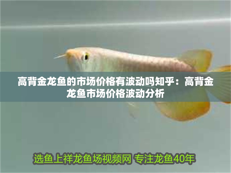 高背金龍魚的市場價格有波動嗎知乎：高背金龍魚市場價格波動分析
