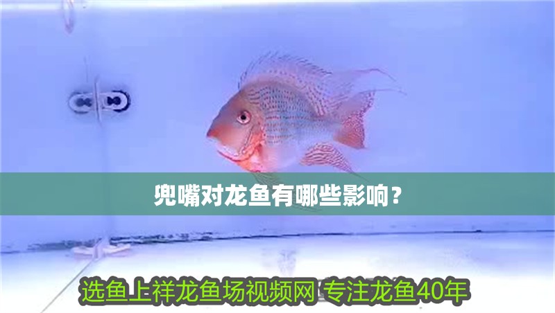 魚缸用增氧泵價格是多少:魚缸增氧機-xtrac增氧機-xtrac增氧機 兜嘴對龍魚有哪些影響? 龍魚百科 兜嘴對龍魚有哪些影響? 兜嘴對龍魚有哪些影響? 龍魚百科