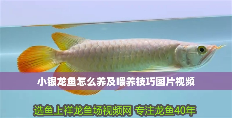 小銀龍魚怎么養及喂養技巧圖片視頻