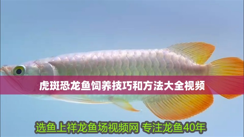 虎斑恐龍魚飼養(yǎng)技巧和方法大全視頻