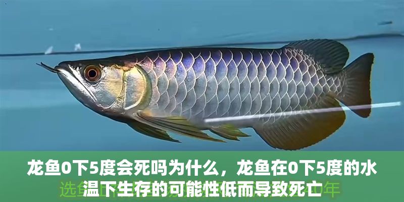 龍魚0下5度會(huì)死嗎為什么，龍魚在0下5度的水溫下生存的可能性低而導(dǎo)致死亡 龍魚0下5度會(huì)死嗎為什么，龍魚在0下5度的水溫下生存的可能性低而導(dǎo)致死亡 龍魚百科 第2張