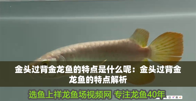 金頭過背金龍魚的特點是什么呢：金頭過背金龍魚的特點解析