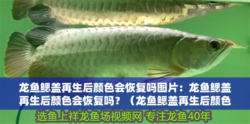 龍魚鰓蓋再生后顏色會恢復嗎圖片：龍魚鰓蓋再生后顏色會恢復嗎？（龍魚鰓蓋再生后顏色是否會恢復到原來的狀態，需要從多個方面入手）