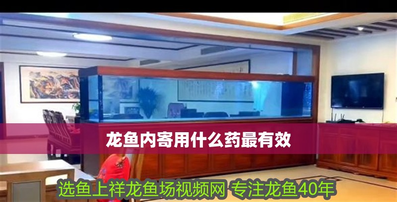 龍魚內寄用什么藥最有效