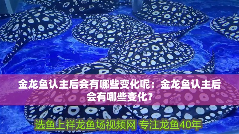 金龍魚認主后會有哪些變化呢：金龍魚認主后會有哪些變化？