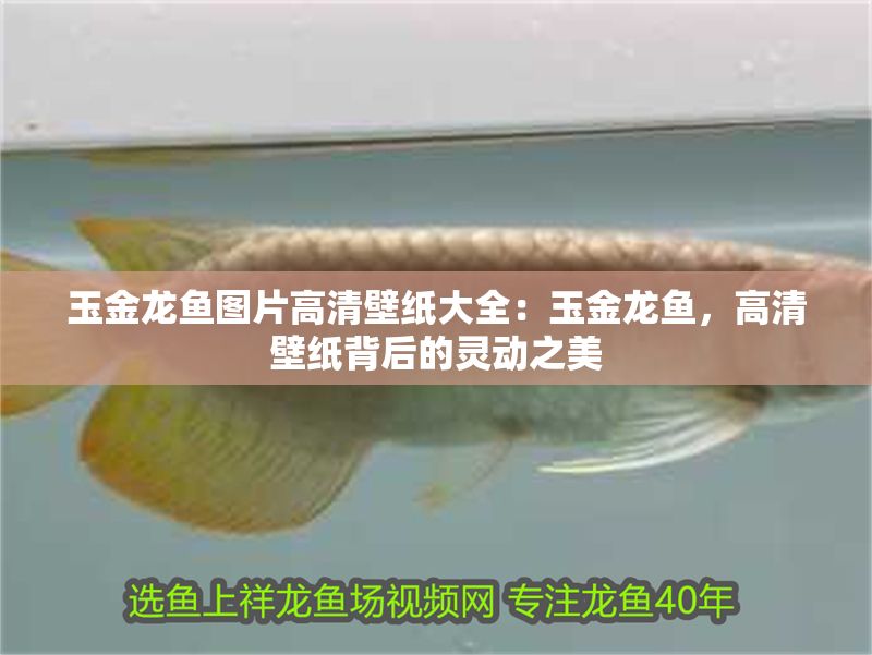 玉金龍魚圖片高清壁紙大全：玉金龍魚，高清壁紙背后的靈動之美