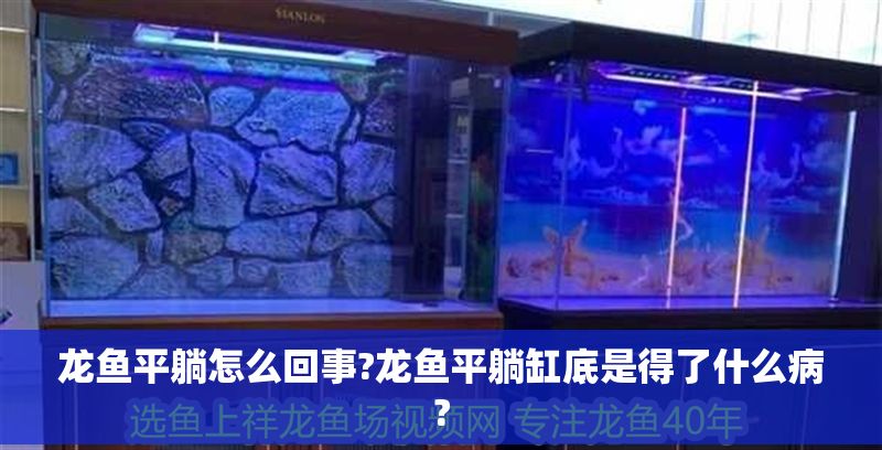 龍魚(yú)平躺怎么回事?龍魚(yú)平躺缸底是得了什么病?