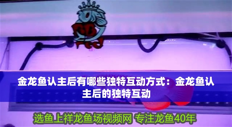金龍魚認主后有哪些獨特互動方式：金龍魚認主后的獨特互動