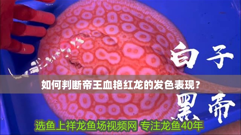 如何判斷帝王血艷紅龍的發(fā)色表現(xiàn)？