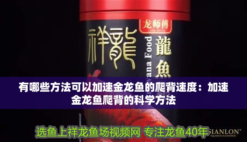 什么魚能和龍魚、虎魚混養(yǎng)(龍魚能和虎魚混養(yǎng)嗎) 有哪些方法可以加速金龍魚的爬背速度:加速金龍魚爬背的科學(xué)方法 水族問答 有哪些方法可以加速金龍魚的爬背速度:加速金龍魚爬背的科學(xué)方法 有哪些方法可以加速金龍魚的爬背速度:加速金龍魚爬背的科學(xué)方法 水族問答