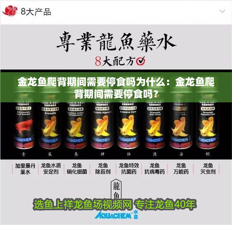 金龍魚爬背期間需要停食嗎為什么：金龍魚爬背期間需要停食嗎？