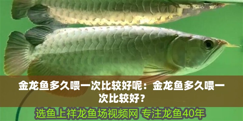 金龍魚多久喂一次比較好呢：金龍魚多久喂一次比較好？