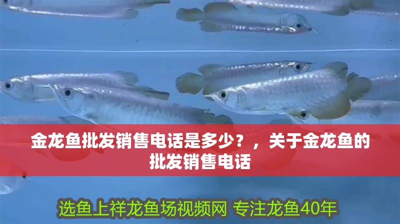 金龍魚批發銷售電話是多少？，關于金龍魚的批發銷售電話 金龍魚批發銷售電話是多少？，關于金龍魚的批發銷售電話 龍魚百科
