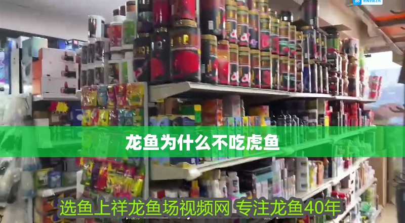 龍魚為什么不吃虎魚